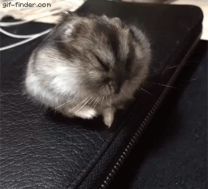 Hamster-rolling-down-into-a-sleep.gif
